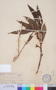 Specimen thumbnail